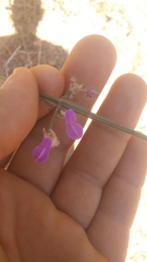 Dicliptera resupinata