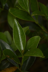 Memecylon talbotianum