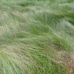 Carex oligosperma