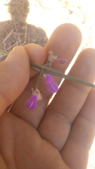 Dicliptera resupinata