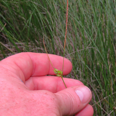 Carex oligosperma