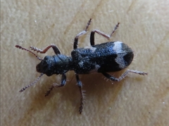 Thanasimus undatulus