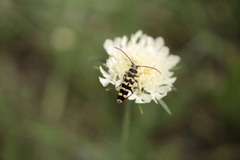 Plagionotus floralis