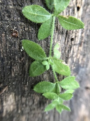 Galium californicum