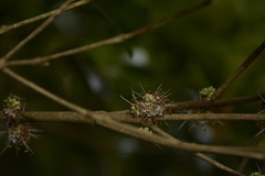 Memecylon talbotianum