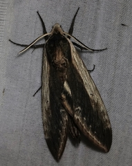 Sphinx drupiferarum