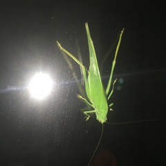 Tettigonioidea