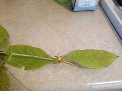 Triosteum aurantiacum