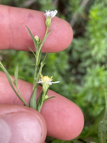 Image of Symphyotrichum boreale by (c) Sam Turner, some rights reserved (CC BY)