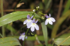 Lobelia ehrenbergii