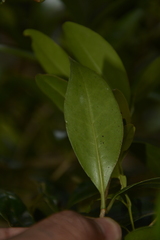 Memecylon talbotianum