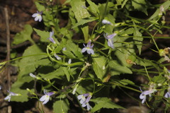 Lobelia ehrenbergii