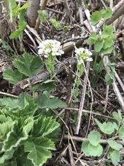 Noccaea fendleri