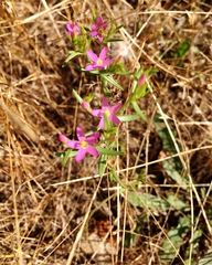 Zeltnera muehlenbergii