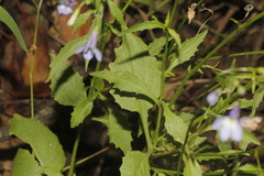 Lobelia ehrenbergii