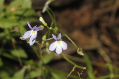 Lobelia ehrenbergii