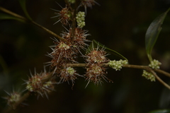 Memecylon talbotianum