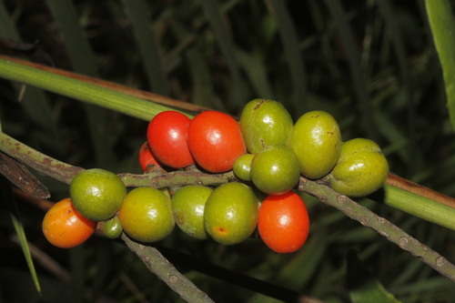 Chamaedorea radicalis, photograph 6