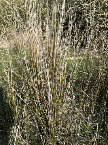 Image of Juncus edgariae by no rights reserved