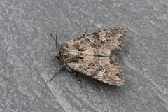 Mesapamea fractilinea