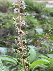 Phytolacca americana rigida