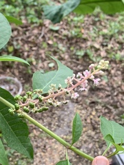 Phytolacca americana rigida