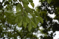 Olea paniculata