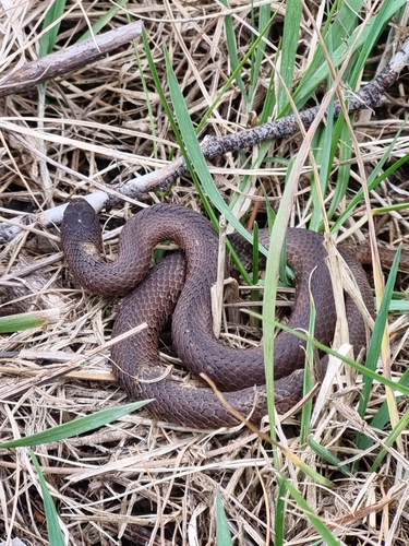White-lipped Snake sighting