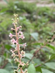 Phytolacca americana rigida
