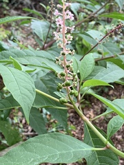 Phytolacca americana rigida