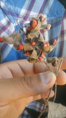 Rhynchosia precatoria