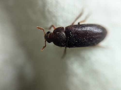 Black Larder Beetle