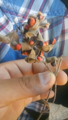 Rhynchosia precatoria