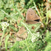 Minois dryas septentrionalis - Photo (c) Oleg Kosterin, algunos derechos reservados (CC BY), subido por Oleg Kosterin