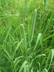 Phleum