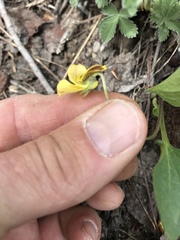 Viola nuttallii