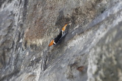 Siproeta epaphus epaphus