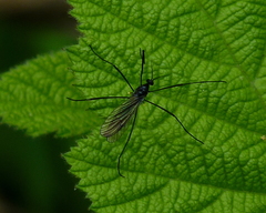 Gnophomyia tristissima