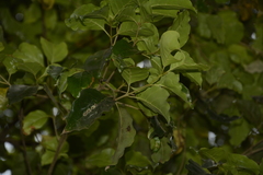 Olea paniculata