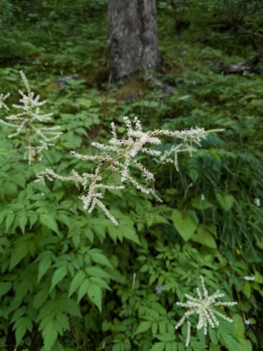 Aruncus dioicus f. tomentosus iNat (3)