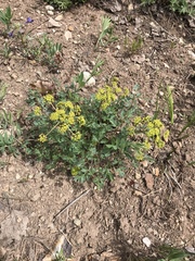Lomatium dissectum