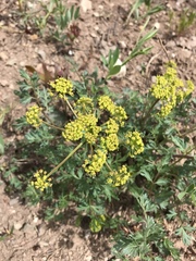 Lomatium dissectum