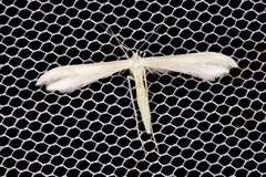 Hellinsia homodactylus