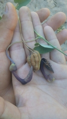Aristolochia taliscana