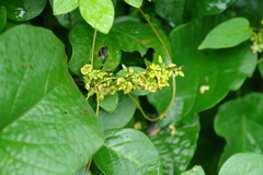 Nissolia montana