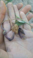 Aristolochia taliscana