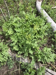 Osmorhiza occidentalis