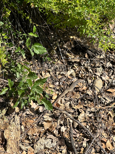 iNaturalist observation photo of Western Whiptail