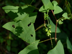Persicaria perfoliata