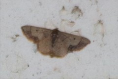 Idaea kendallaria